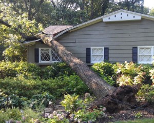 roof-damaged-by-tree roof-damaged-by-tree